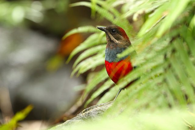 Birdwatching Tour in the Philippines - 21 Days