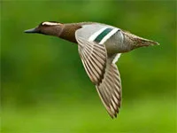 Birding, Philippines
