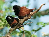 Birdwatching, Philippines