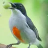 Birding in the Philippines