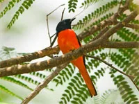 Birds of the Philippines