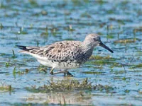 Birding, Philippines