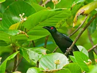 Birding, Philippines