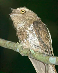 Birding, Philippines