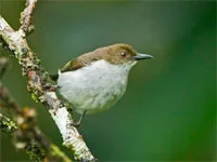Bird watching, Philippines