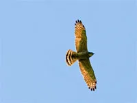Birding, Philippines