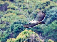 Birding, Philippines