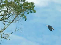 Birding, Philippines