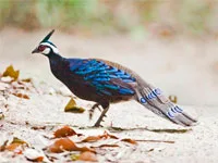 Birding, Philippines